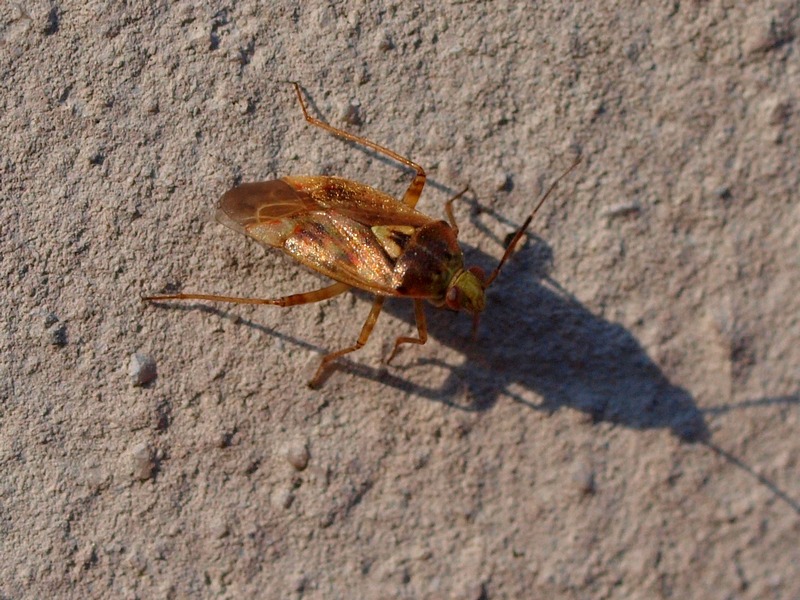 Miridae: Lygus cf rugulipennis del Veneto (TV)